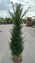 Planten Taxus baccata   aardekluit   140 160 cm   struik