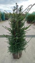 Planten Taxus baccata   aardekluit   120 140 cm   struik  