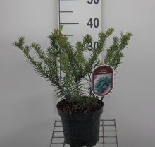 Planten Taxus baccata 'Repandens'   pot   25 30 cm   struik