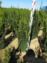 Planten Taxus x media 'Hillii'   aardekluit   80 100 cm