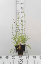 Planten Tanacetum 'Robinson's Red'   pot 9x9 cm