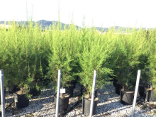 Planten Tamarix tetrandra   pot 18L   125 150 cm  