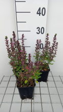 Planten Teucrium chamaedrys   pot 9x9 cm  