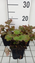 Planten Tellima grandiflora 'Rubra'   pot 9x9 cm
