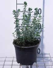 Planten Teucrium x lucidrys   pot 2L