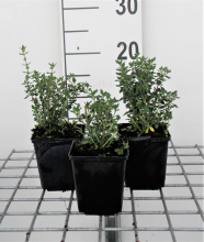 Planten Teucrium x lucidrys   pot 9x9 cm  