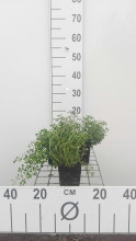 Planten Citroentijm   pot 9x9 cm (Thymus x citriodorus)  