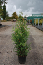 Planten Thuja occidentalis 'Brabant'   pot   80 100 cm