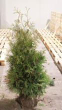 Planten Thuja occidentalis 'Brabant'   aardekluit   125 150 cm