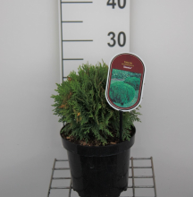 Planten Thuja occidentalis 'Danica'   pot   20 25 cm