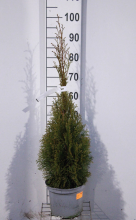 Planten Thuja occidentalis 'Smaragd'   pot   80 100 cm