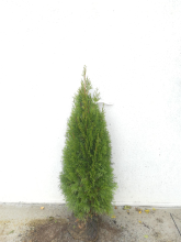 Planten Thuja occidentalis 'Smaragd'   aardekluit   100 125 cm