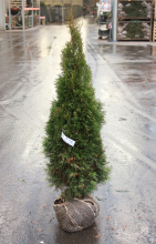 Planten Thuja occidentalis 'Smaragd'   aardekluit   125 150 cm