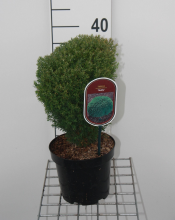 Planten Thuja occidentalis 'Teddy'   pot   20 25 cm
