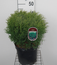 Planten Thuja occidentalis 'Tiny Tim'   pot   20 30 cm