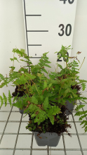Planten Thelypteris palustris   pot 9x9 cm  