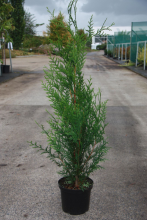 Planten Thuja plicata 'Atrovirens'   pot   100 125 cm