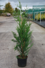 Planten Thuja plicata 'Atrovirens'   pot   80 100 cm  