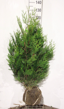 Planten Thuja plicata 'Atrovirens'   aardekluit   100 125 cm  