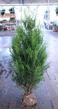 Planten Thuja plicata 'Atrovirens'   aardekluit   125 150 cm