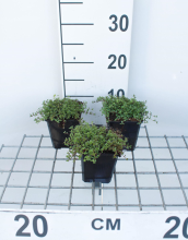 Planten Thymus praecox 'Coccineus'   Kruiptijm   pot 9x9 cm  