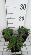 Planten Thymus praecox 'Purple Beauty'   pot 9x9 cm  