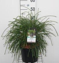 Planten Thuja plicata 'Whipcord'   pot   25 30 cm  