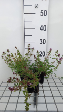 Planten Wilde tijm, kleine tijm   pot 9x9 cm (Thymus serpyllum)  