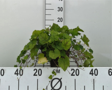 Planten Tiarella cordifolia   pot 9x9 cm  