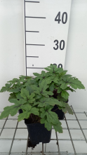 Planten Tiarella 'Pink Skyrocket'   pot 9x9 cm  
