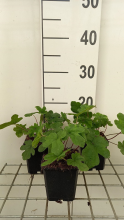 Planten Tiarella 'Spring Symphony'   pot 9x9 cm  