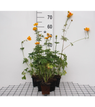 Planten Trollius chinensis 'Golden Queen'   pot 9x9 cm  