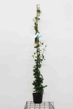 Planten Trachelospermum jasminoides   pot 3L   100 125 cm  