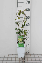 Planten Trachelospermum jasminoides 'SELBRA' (Star of Toscane, Star of Tuscany)   pot   50 60 cm  