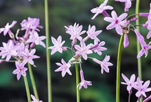 Planten Tulbaghia violacea   Wilde knoflook   pot 9x9 cm  