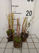 Planten Typha angustifolia   biopot diameter 7 cm