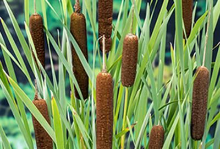 Planten Typha latifolia   biopot diameter 7 cm  