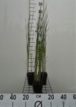 Planten Typha laxmannii   pot 9x9 cm  