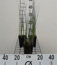 Planten Typha minima   pot 9x9 cm  