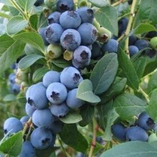 Planten Vaccinium corymbosum 'Goldtraube'   pot   30 40 cm  