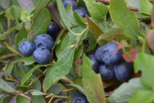 Planten Vaccinium corymbosum 'Jersey'   pot   30 40 cm  