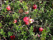 Planten Vaccinium corymbosum 'Early Black'   pot   30 40 cm  