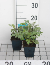 Planten Valeriaan   pot 9x9 cm (Valeriana officinalis)  