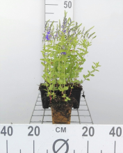 Planten Veronica austriaca 'Knallblau'   pot 9x9 cm