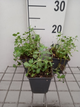 Planten Veronica beccabunga   pot 9x9 cm  