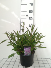 Planten Verbena bonariensis   pot 2L  