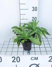 Planten Veronica gentianoides   pot 9x9 cm  