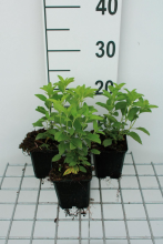Planten Veronica longifolia 'Schneeriesin'   pot 9x9 cm  