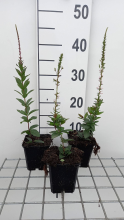 Planten Veronicastrum virginicum 'Erika'   pot 9x9 cm  