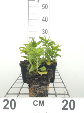 Planten Veronica spicata 'Alba'   pot 9x9 cm  